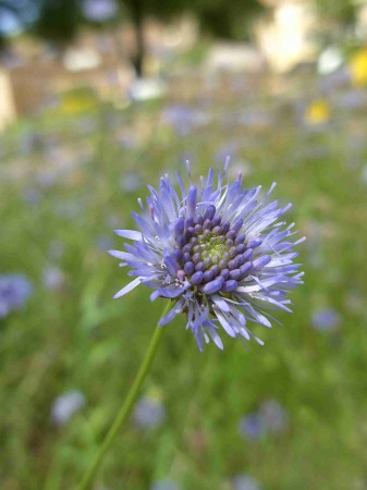 Jasione des montagnes : détail